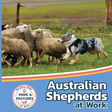 Australian Shepherds at Work - Paperback