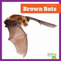 Brown Bats - Paperback