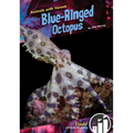 Blue-Ringed Octopus