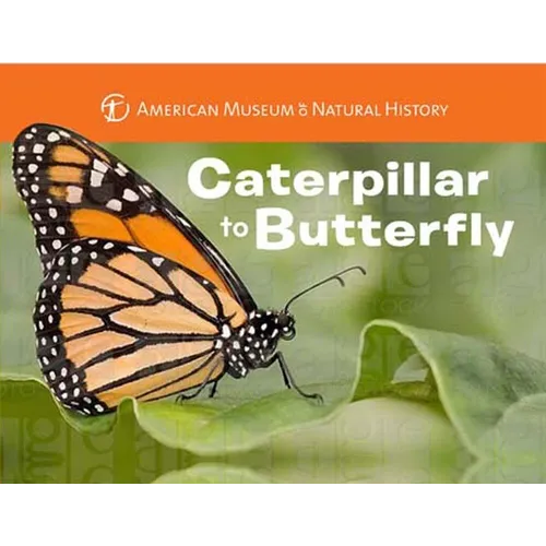 Caterpillar to Butterfly