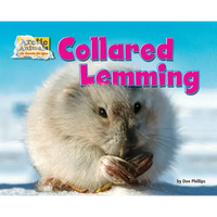 Collared Lemming - Paperback