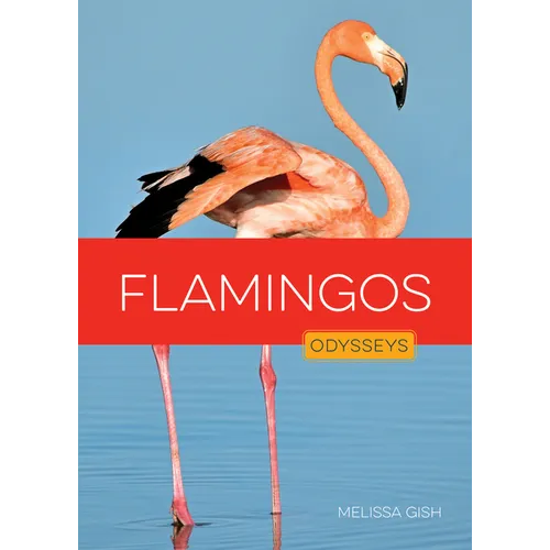 Flamingos
