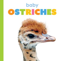 Baby Ostriches - Paperback