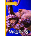 Mollusks