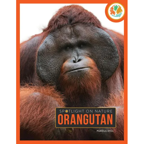 Orangutan