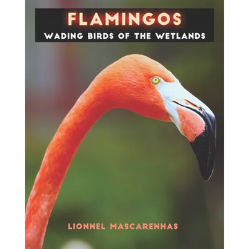Flamingos: Wading birds of the wetlands - Paperback