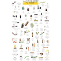 Mac's Field Guides: California Garden Bugs