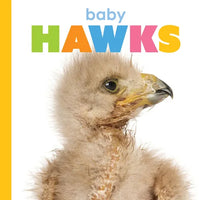 Baby Hawks - Paperback