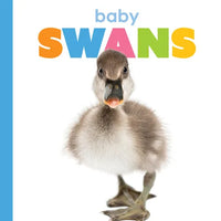 Baby Swans - Paperback