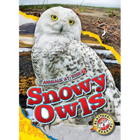 Snowy Owls - Library Binding