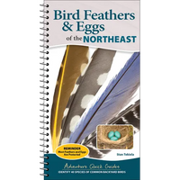 Bird Feathers & Eggs of the Northeast: Identify 40 Species of Common Backyard Birds - Spiral