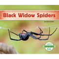 Black Widow Spiders
