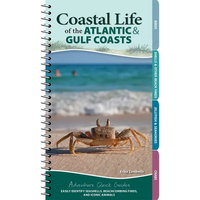 Coastal Life of the Atlantic and Gulf Coasts: Easily Identify Seashells, Beachcombing Finds, and Iconic Animals - Spiral