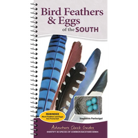 Bird Feathers & Eggs of the South: Identify 40 Species of Common Backyard Birds - Spiral