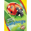 Ladybugs