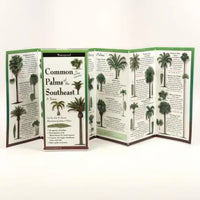 Common Palms of the Southeast & Texas