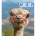 Ostriches