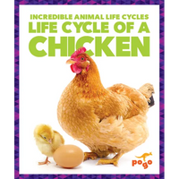 Life Cycle of a Chicken - Paperback