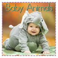 Baby Animals