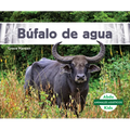 Bufalo de Agua (Water Buffalo)