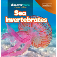 Sea Invertebrates - Paperback