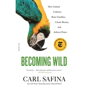 Becoming Wild: How Animal Cultures Raise Families, Create Beauty, and Achieve Peace - Paperback
