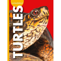 Curious about Turtles - Paperback