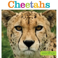 Seedlings: Cheetahs - Paperback