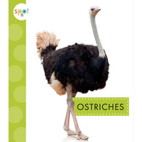 Ostriches - Paperback