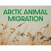 Arctic Animal Migration: English Edition - Paperback