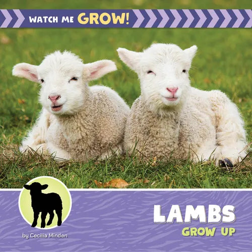 Lambs Grow Up