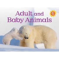Adult and Baby Animals: English Edition - Paperback