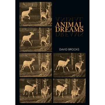 Animal Dreams - Paperback