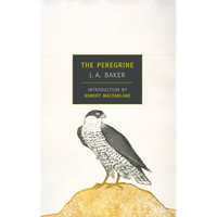 The Peregrine - Paperback