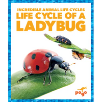 Life Cycle of a Ladybug - Paperback