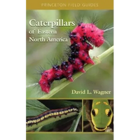Caterpillars of Eastern North America: A Guide to Identification and Natural History - Paperback