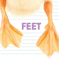 Feet - Paperback