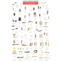 Mac's Field Guides: Northeast Garden Bugs