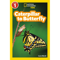 Caterpillar to Butterfly (National Geographic Kids Readers, Level 1) - Paperback