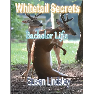 Whitetail Secrets: Bachelor Life - Paperback