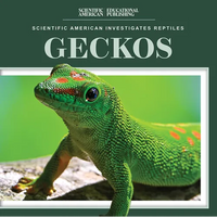 Geckos - Paperback