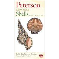 Shells of North America - Paperback