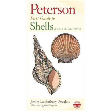 Shells of North America - Paperback
