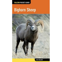 Bighorn Sheep - Paperback