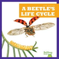 A Beetle's Life Cycle - Paperback