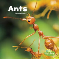 Ants - Paperback