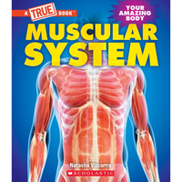 Muscular System (a True Book: Your Amazing Body) - Paperback