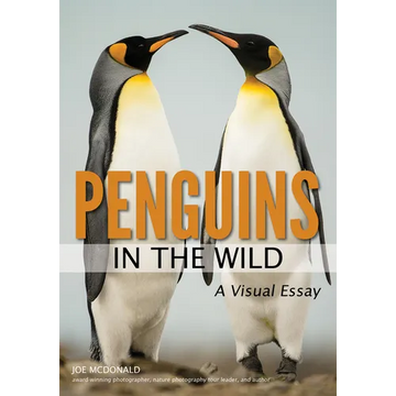 Penguins in the Wild - Paperback