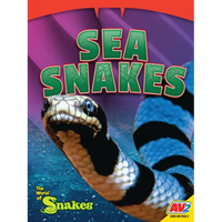 Sea Snakes - Paperback