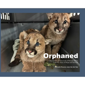 Orphaned: The Mountain Lion Cubs of Portola Valley: A Rescue Story of Hope and Survival - Hardcover